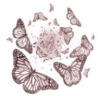 
A group of butterflies.
